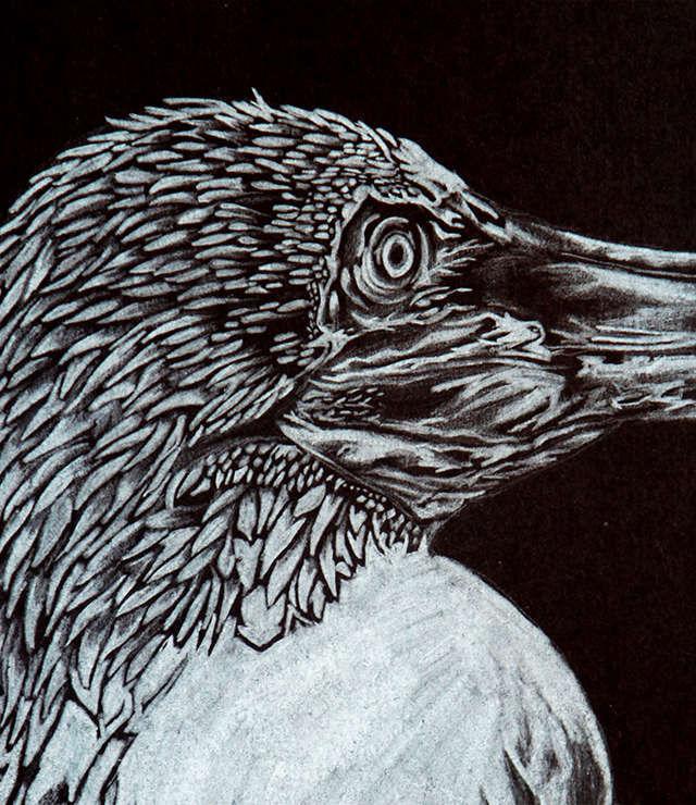Bird